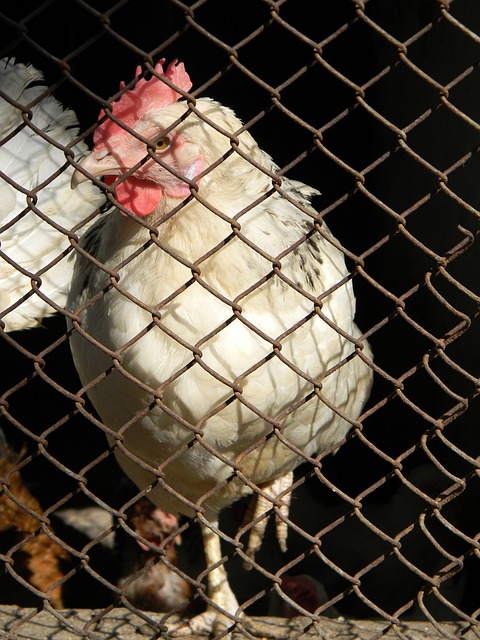 要想在次回 要想在次回